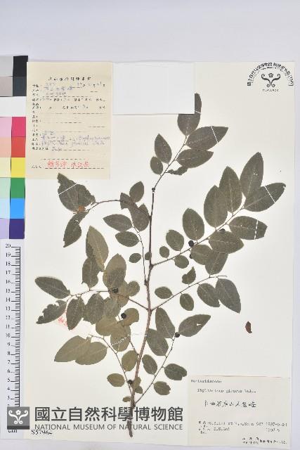 青灰葉下珠藏品圖，第1張