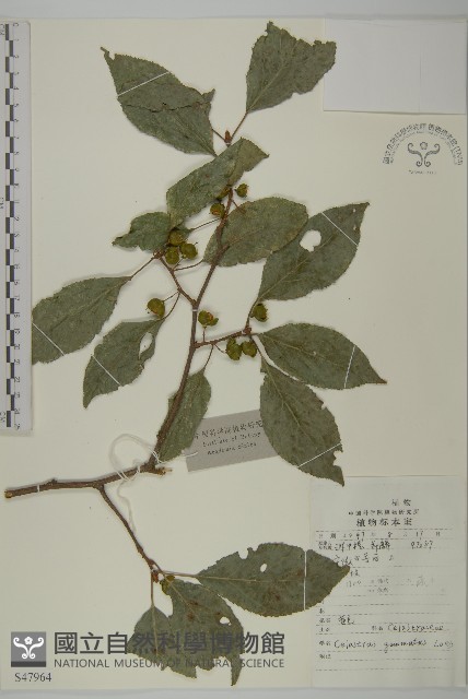 哥蘭葉藏品圖，第1張