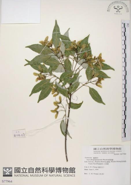 Flying moth tree Collection Image