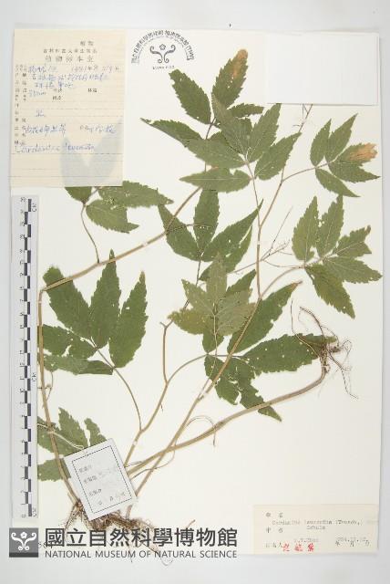 白花碎米薺藏品圖，第1張