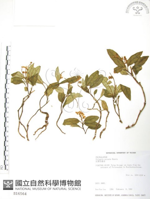 高節沿階草、廣東沿階草藏品圖，第1張