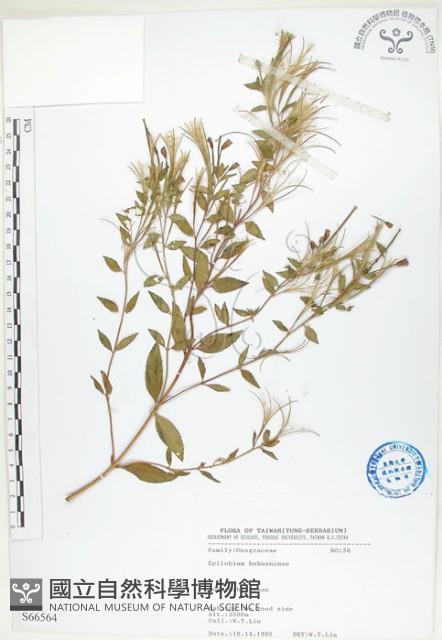 短葉柳葉菜藏品圖，第1張