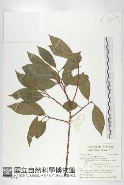 山紅柿藏品圖，第1張