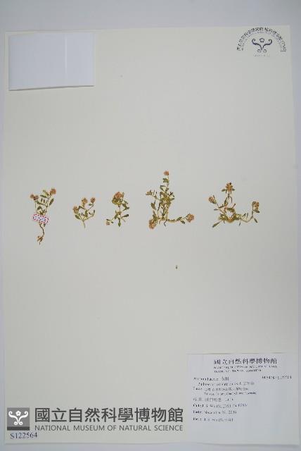 安旱草藏品圖，第1張