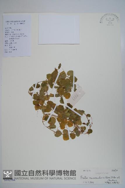 Accession Number:S102564 Collection Image, Figure 1, Total 2 Figures