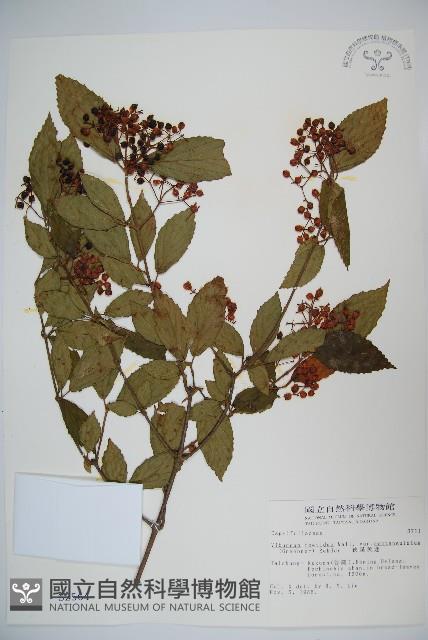 狹葉莢迷藏品圖，第1張