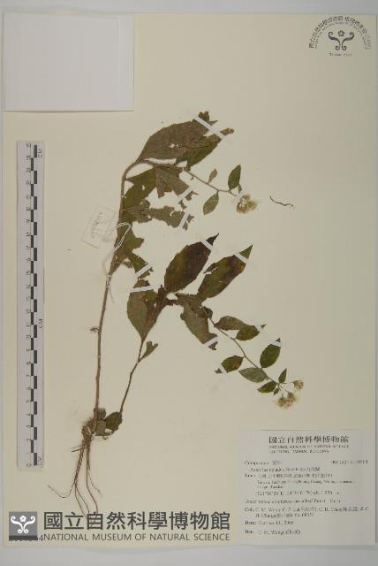 Accession Number:S110564 Collection Image, Figure 1, Total 2 Figures