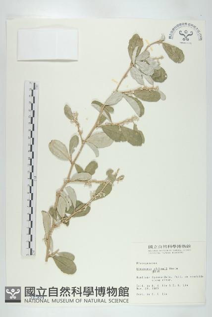 宜梧藏品圖，第1張