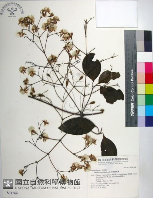 厚葉鐵線蓮藏品圖，第1張