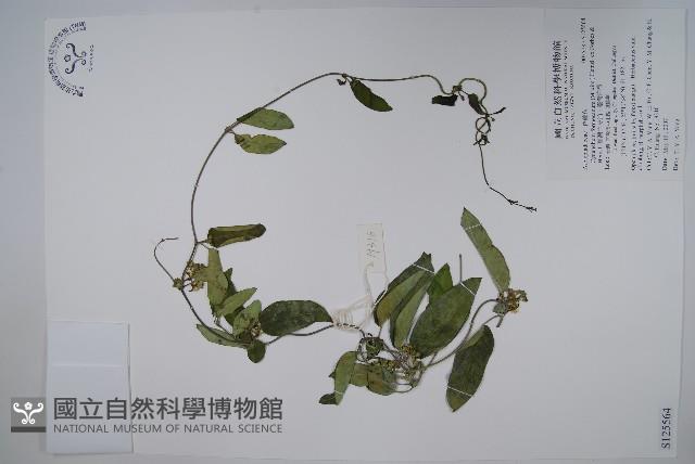 臺灣牛皮消、臺灣白薇藏品圖，第1張