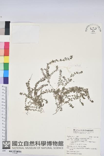 匐根大戟藏品圖，第1張