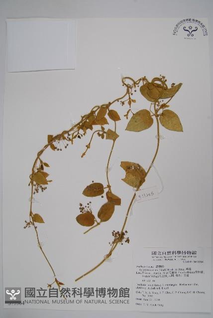 鷗蔓藏品圖，第1張