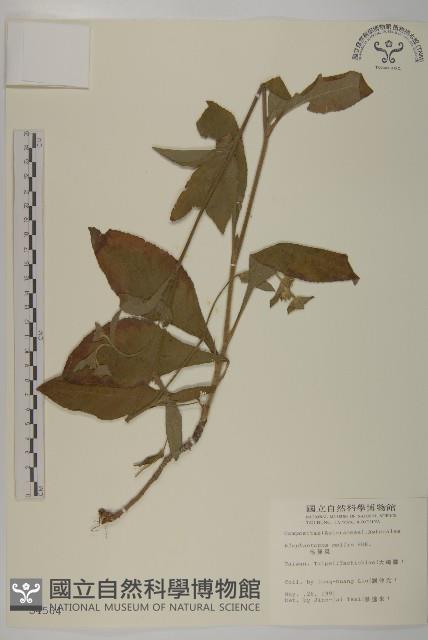 地膽草、毛蓮菜藏品圖，第1張