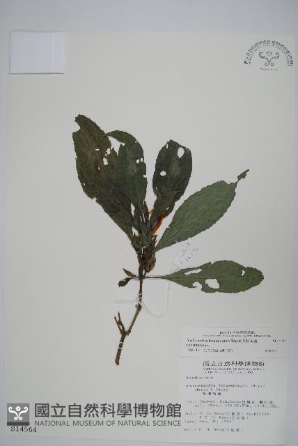 長穗馬藍藏品圖，第1張