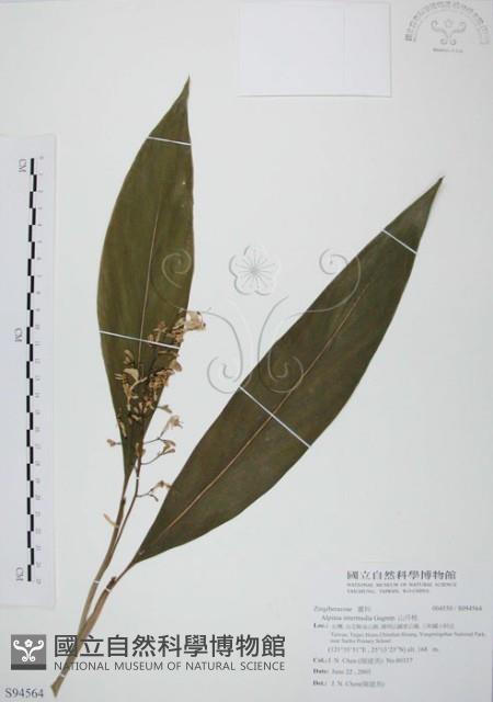 山月桃藏品圖，第1張