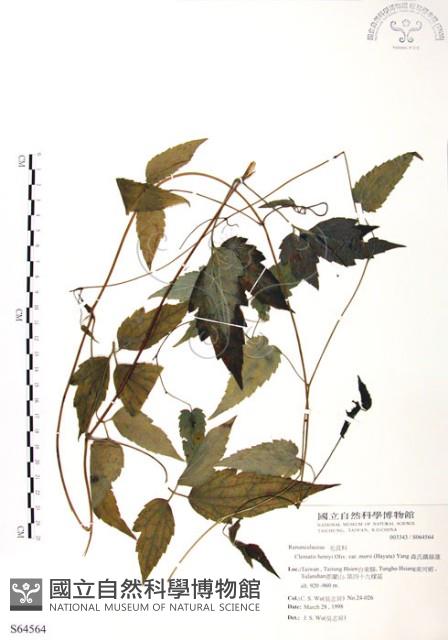 森氏鐵線蓮藏品圖，第1張