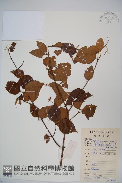 南方莢迷藏品圖，第1張