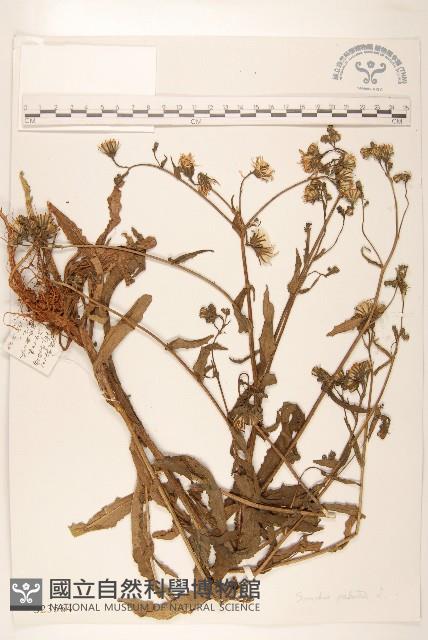 沼生苦苣菜藏品圖，第1張