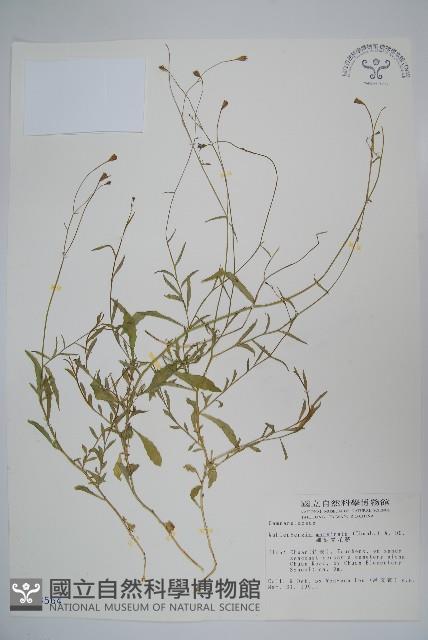 細葉蘭花參藏品圖，第1張