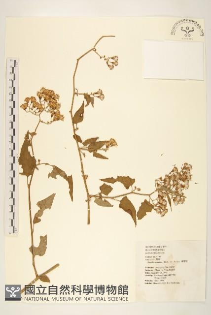 蔓黃菀藏品圖，第1張