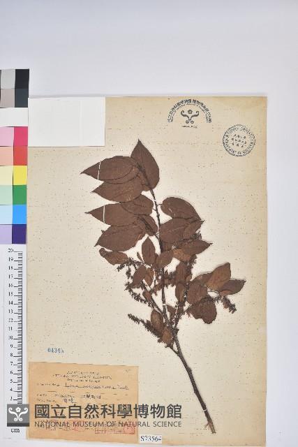 南燭藏品圖，第1張