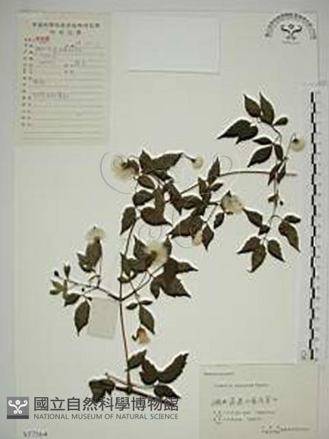 小木通藏品圖，第1張