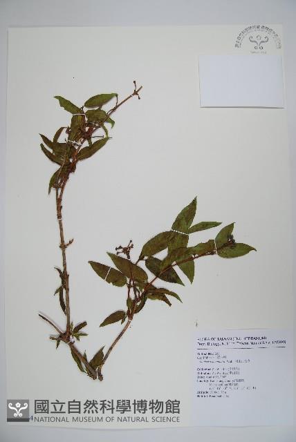 阿里山忍冬、漸尖葉忍冬藏品圖，第1張