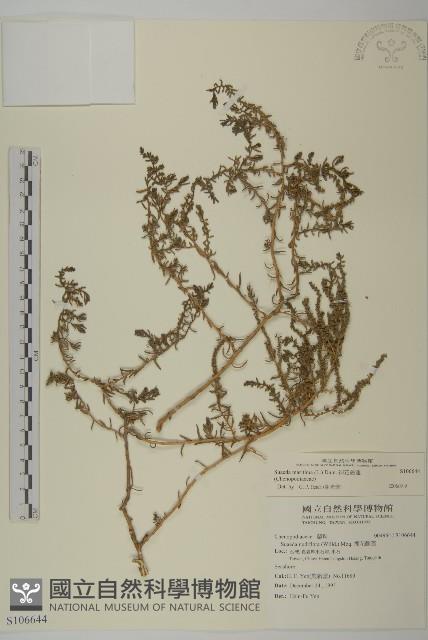 裸花鹼蓬藏品圖，第1張