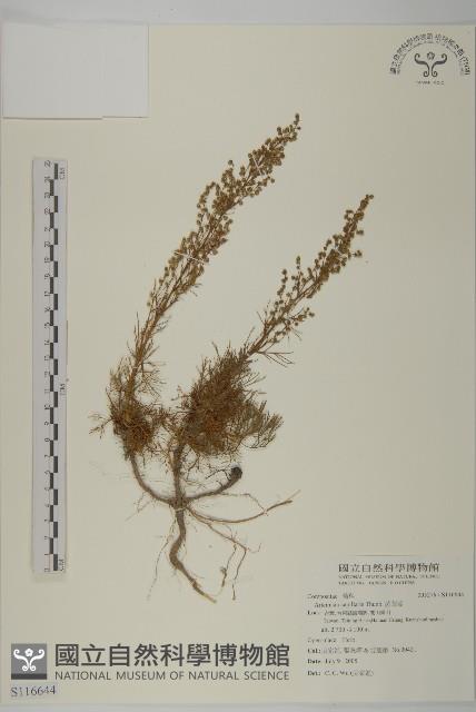 高山艾藏品圖，第1張