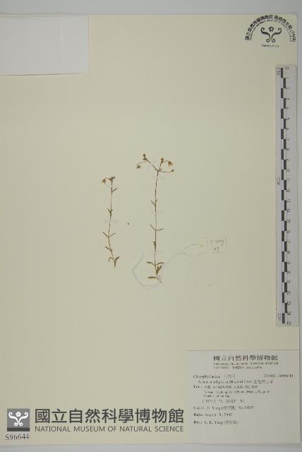 亞毛無心菜藏品圖，第1張