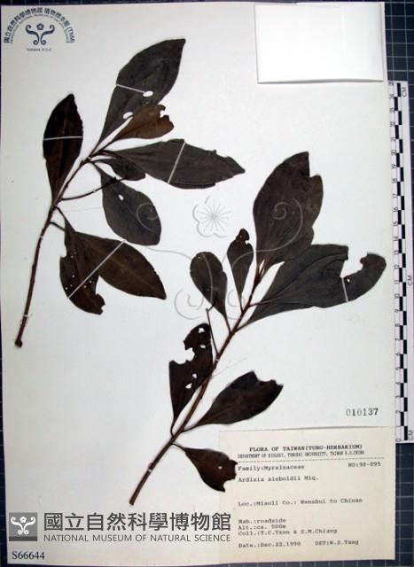 樹杞藏品圖，第1張