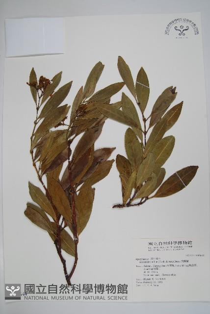 Asian cable creeper Collection Image, Figure 1, Total 2 Figures