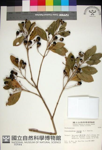 苦林盤藏品圖，第1張