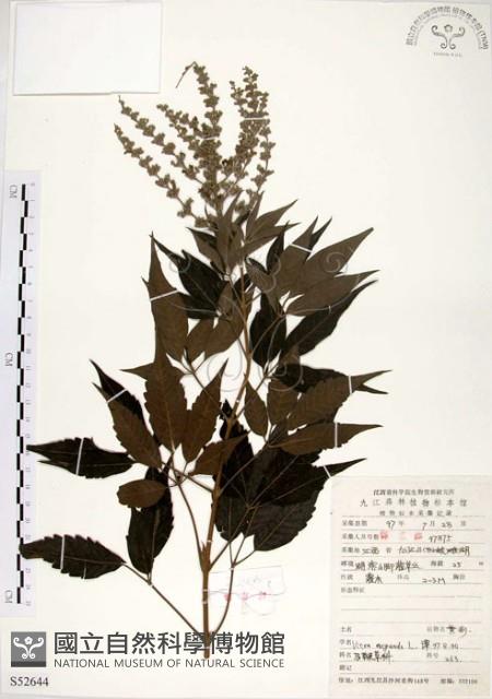 黃荊藏品圖，第1張