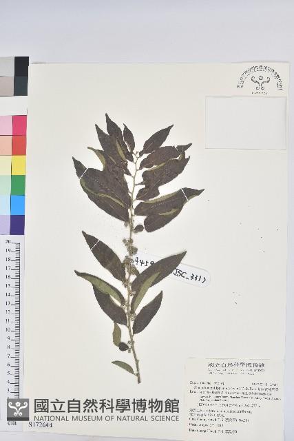 菲律賓饅頭果藏品圖，第1張