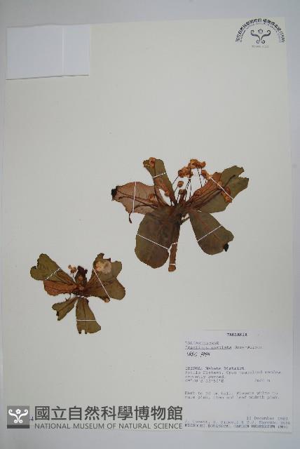 登錄號:S100644藏品圖，第1張