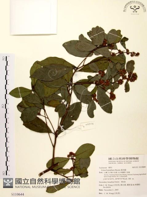 黃肉樹, 小梗木薑子藏品圖，第1張