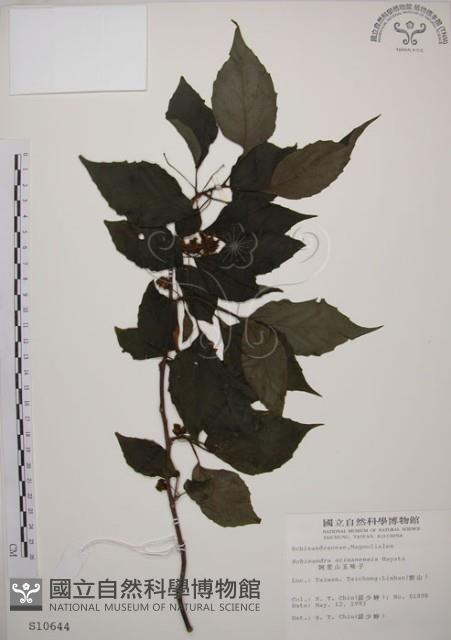 阿里山五味子藏品圖，第1張