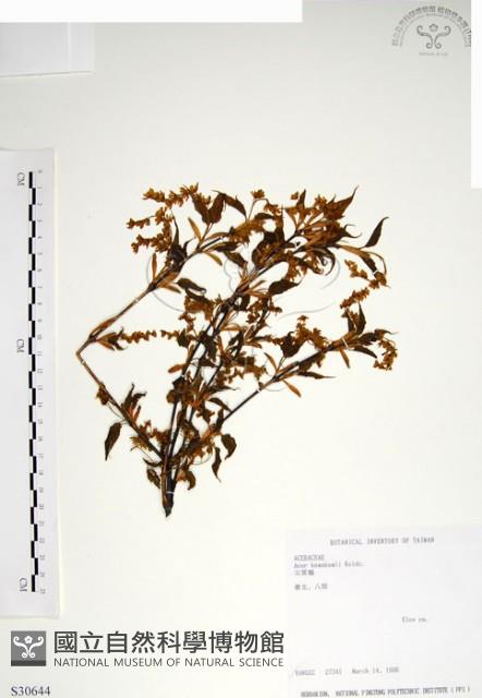 尖葉槭藏品圖，第1張