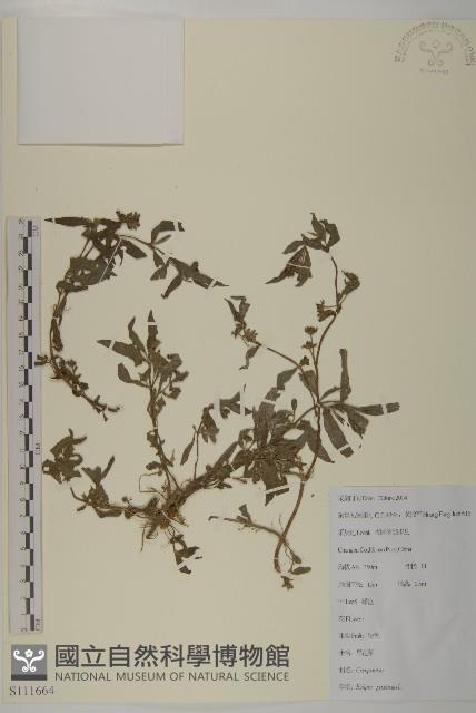 平柄菝契、西南菝契藏品圖，第1張