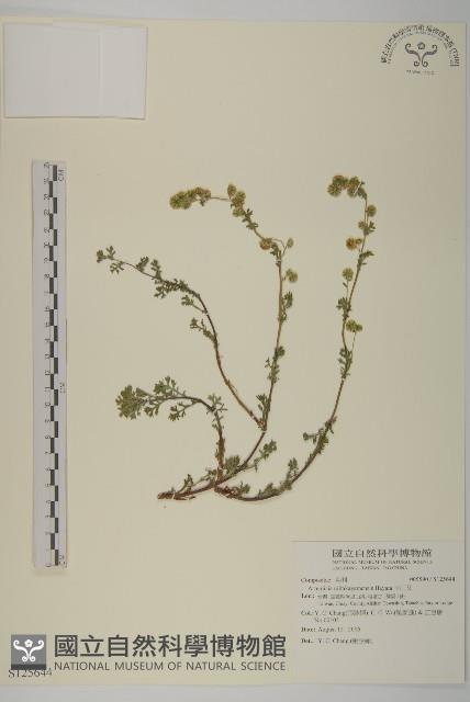 玉山艾藏品圖，第1張