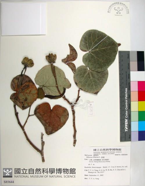 黃槿藏品圖，第1張