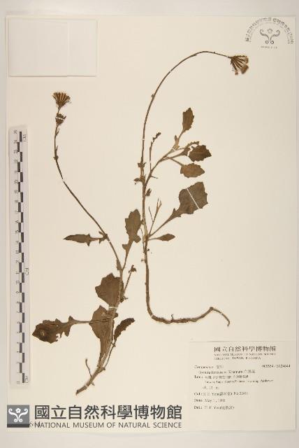 白鳳菜藏品圖，第1張