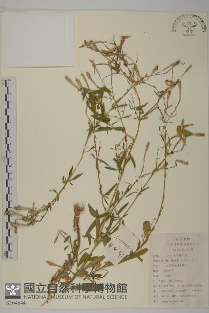 蠅子草藏品圖，第1張