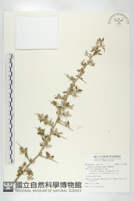 小葉胡頹子藏品圖，第1張