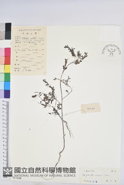 小返魂藏品圖，第1張