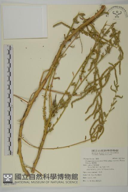 變葉藜藏品圖，第1張