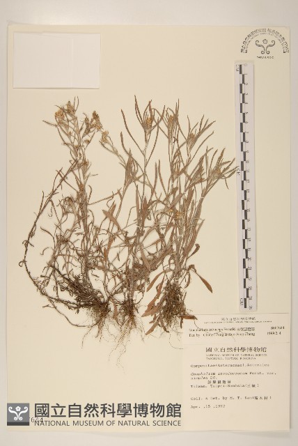 直莖鼠麴草藏品圖，第1張