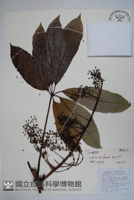 小葉鵝掌柴藏品圖，第1張