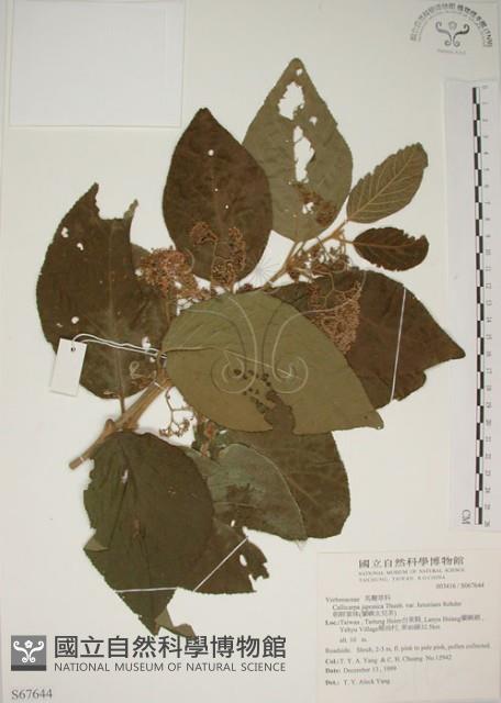 杜虹花，台灣紫珠藏品圖，第1張